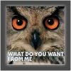 Get Down Art Pink Floyd Collection "Owl" Stretched Canvas Print (Various Sizes)